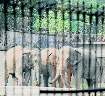 India liberará a los elefantes de zoos y circos