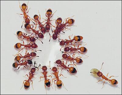 Las hormigas son altruistas con sus congéneres